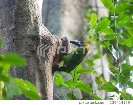 A nest of a Yellow-billed Green Toucan in Monteverde. 139414199