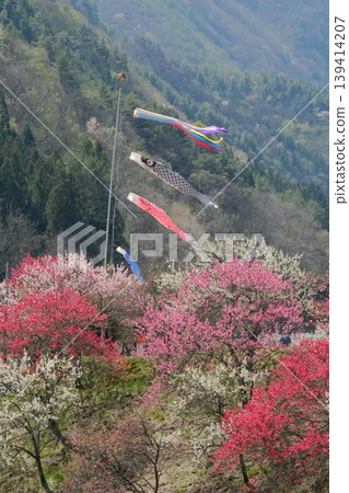 鯉魚擬餌在五彩繽紛的桃花叢中活力四射地遊動。 139414207