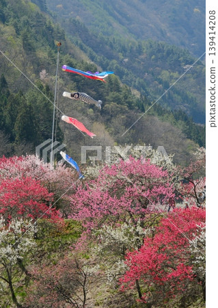 Carp streamers swim energetically beyond the colorful peach blossoms. Carp streamers swim energetically beyond the colorful peach blossoms. 139414208