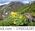 Geum pentapetalum and Akita Komagatake 139414285
