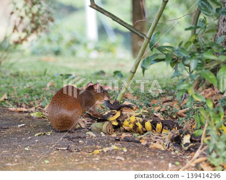 Agouti eating bananas from the farm Agouti eating bananas from the farm 139414296