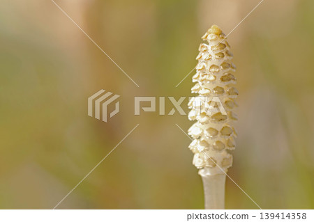 房子周圍的花,四季各異,公園草地上的馬尾孢子莖,可愛的小馬尾冒出來 房子周圍的花,四季各異,公園草地上的馬尾孢子莖,可愛的小馬尾冒出來 139414358