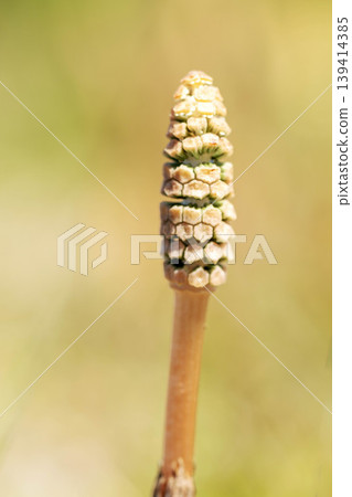 Flowers around the house, various in the four seasons, horsetail spore stems on the grass in the park, cute little horsetails popping up Flowers around the house, various in the four seasons, horsetail spore stems on the grass in the park, cute little horsetails popping up 139414385