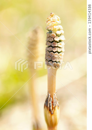 Flowers around the house, various in the four seasons, horsetail spore stems on the grass in the park, cute little horsetails popping up Flowers around the house, various in the four seasons, horsetail spore stems on the grass in the park, cute little horsetails popping up 139414386