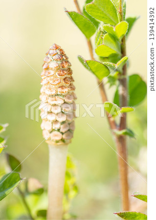 房子周圍的花，四季各異，公園草地上的馬尾孢子莖，可愛的小馬尾冒出來 139414392