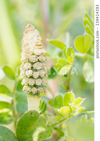 房子周圍的花，四季各異，公園草地上的馬尾孢子莖，可愛的小馬尾冒出來 139414393