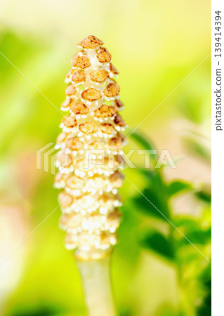 房子周圍的花,四季各異,公園草地上的馬尾孢子莖,可愛的小馬尾冒出來 房子周圍的花,四季各異,公園草地上的馬尾孢子莖,可愛的小馬尾冒出來 139414394