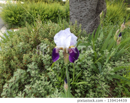 German iris blue big white flower German iris blue big white flower 139414439