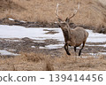 A male Hokkaido deer sprinting A male Hokkaido deer sprinting 139414456