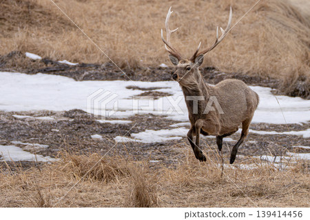 A male Hokkaido deer sprinting 139414456