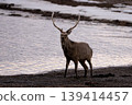 Silhouette of a male Ezo deer Silhouette of a male Ezo deer 139414457