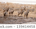 A herd of male Hokkaido deer galloping A herd of male Hokkaido deer galloping 139414458