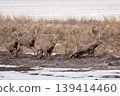 A herd of male Hokkaido deer galloping A herd of male Hokkaido deer galloping 139414460