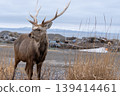 Male Ezo deer Male Ezo deer 139414461