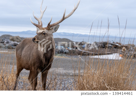 Male Ezo deer Male Ezo deer 139414461