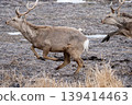 A herd of male Hokkaido deer galloping A herd of male Hokkaido deer galloping 139414463