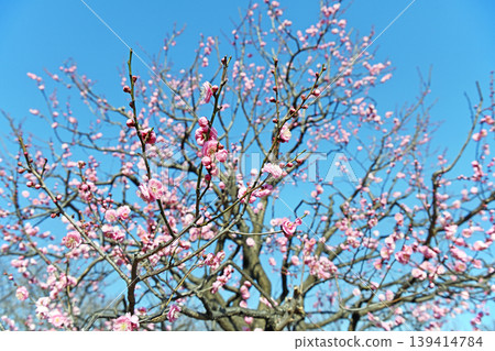 The shape of the red plum trees spreads against the blue sky; the crisp air is adorned with the vibrant colors of the early spring landscape as the double-flowered winter red plum blossoms begin to bloom. The shape of the red plum trees spreads against the blue sky; the crisp air is adorned with the vibrant colors of the early spring landscape as the double-flowered winter red plum blossoms begin to bloom. 139414784
