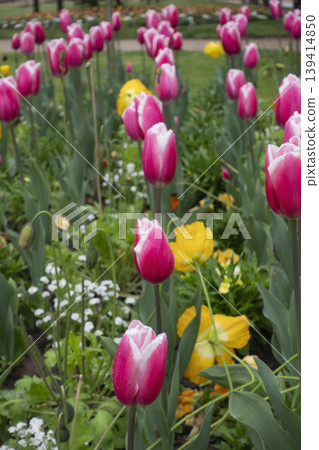 Field of pink and yellow tulips in spring garden vertical format 139414850