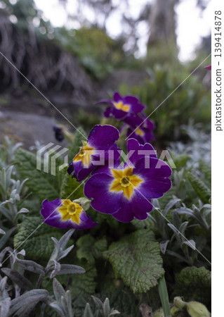 Primula Lilac Lace flowers with insect damaged petals Primula Lilac Lace flowers with insect damaged petals 139414878