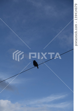 Silhouette of a starling singing on a wire against the sky vertical format 139414879