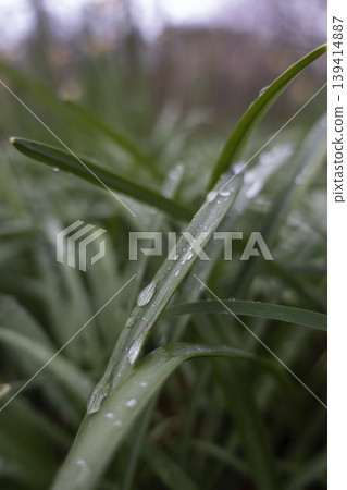 Dew drops on green grass as natural vertical background 139414887
