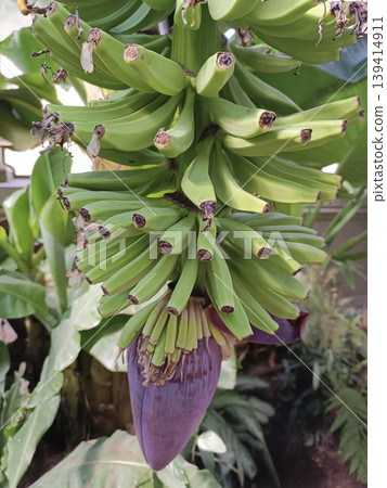 Unripe bananas cluster with purple banana blossom Unripe bananas cluster with purple banana blossom 139414911