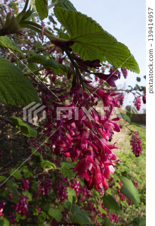 Close up of red flowering currant blossoms vertical format Close up of red flowering currant blossoms vertical format 139414957
