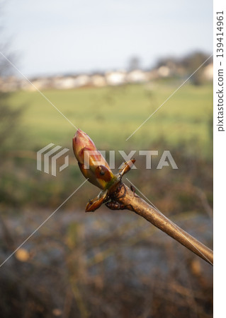 Horse chestnut bud with glossy sticky surface 139414961