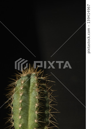 Cactus with sharp spines on dark background close up Cactus with sharp spines on dark background close up 139414967