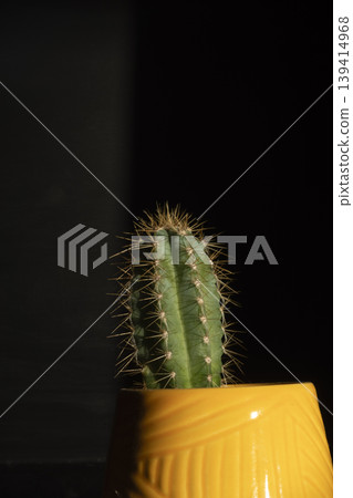 Cactus with sharp spines in yellow pot on dark background vertical format Cactus with sharp spines in yellow pot on dark background vertical format 139414968