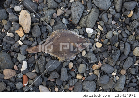 Dead flatfish on rocky beach Dead flatfish on rocky beach 139414971