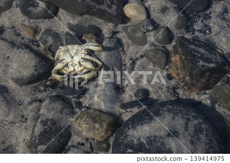 Dead crab in shallow water on sandy beach Dead crab in shallow water on sandy beach 139414975