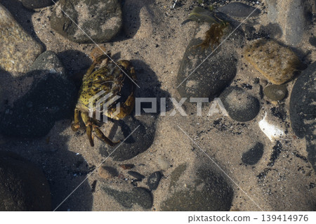 Crab in shallow water between stones on sandy beach Crab in shallow water between stones on sandy beach 139414976