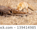 A red fox devouring a dead Hokkaido deer. A red fox devouring a dead Hokkaido deer. 139414985