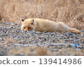 A safe red fox A safe red fox 139414986