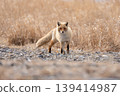 A red fox wary of humans A red fox wary of humans 139414987