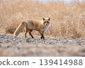 A red fox wary of humans A red fox wary of humans 139414988
