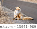 A red fox taking a rest A red fox taking a rest 139414989