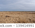 The carcass of an Ezo deer lies on a grassy beach by the sea. The carcass of an Ezo deer lies on a grassy beach by the sea. 139414991