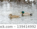 A pair of mallards swimming in a winter river. A pair of mallards swimming in a winter river. 139414992