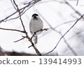 Marsh tit in winter Marsh tit in winter 139414993