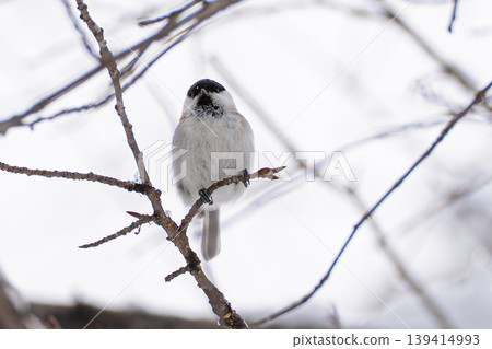 Marsh tit in winter Marsh tit in winter 139414993
