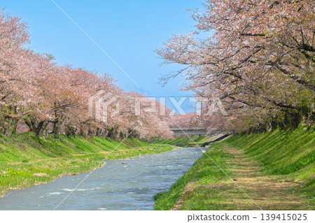 春日里,船川河畔櫻花盛開(富山縣旭町) 春日里,船川河畔櫻花盛開(富山縣旭町) 139415025