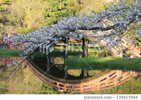金澤文庫石梅寺花園的櫻花 金澤文庫石梅寺花園的櫻花 139415094