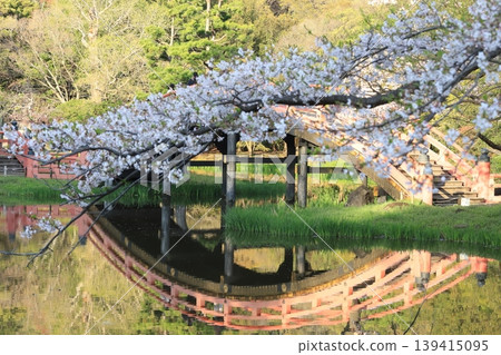 金澤文庫石梅寺花園的櫻花 金澤文庫石梅寺花園的櫻花 139415095