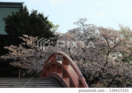 Sakura of Kanazawa Bunko Shimei Temple Garden 139415101