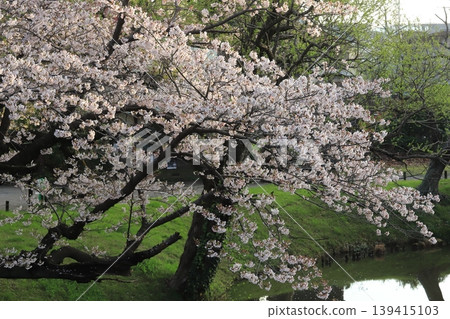 Sakura of Kanazawa Bunko Shimei Temple Garden Sakura of Kanazawa Bunko Shimei Temple Garden 139415103