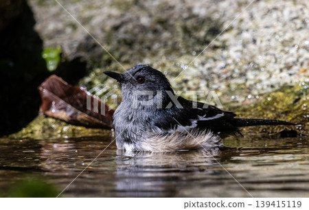 Oriental magpie robin It is a type of bird that eats insects. It is not very large, approximately 18-20 centimeters long[2]. The upper part of the body is shiny black. The lower part from the chest 139415119