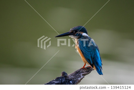 Common kingfisher (Alcedo atthis)A small bird with beautiful colors and a long pointed bill. The personality is rather cautious. Found in rivers, streams, lakes, swamps, or other fresh and brackish Common kingfisher (Alcedo atthis)A small bird with beautiful colors and a long pointed bill. The personality is rather cautious. Found in rivers, streams, lakes, swamps, or other fresh and brackish 139415124