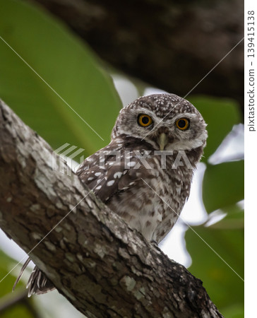 Spotted owlet (Athene brama) It is a type of bird of prey such as an owl. that can be found in Thailand 139415138